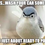 Real life angry birds aren't as much fun. | YES...YES...WASH YOUR CAR SOME MORE... I'M JUST ABOUT READY TO POOP | image tagged in angry bird,poop,bird,bird poop,iwanttobebacon,iwanttobebaconcom | made w/ Imgflip meme maker