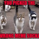 Are you ready to rumble? | YOU PICKED THE; WRONG MEME SUCKA | image tagged in cat rumble,memes,cats,wrong meme sucka,animals,cat gang | made w/ Imgflip meme maker