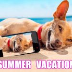 Sun, Surf, Gravy Train | SUMMER   VACATION | image tagged in memes beach lucky dog vacation | made w/ Imgflip meme maker