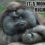 Funny animals | IT' S MONDAY      RIGHT ? | image tagged in funny animals | made w/ Imgflip meme maker