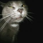 Stalker Cat | image tagged in stalker cat | made w/ Imgflip meme maker