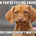 We get tired too! | WHEN YOU'RE FEELING ENERGETIC; BUT YOUR OWNER DOESN'T WANT TO PLAY | image tagged in disapointed dog | made w/ Imgflip meme maker