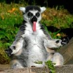 lemur