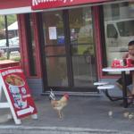 KFC Chicken 