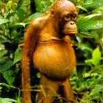 Fat monkey, sad orangutan, fat orangutan