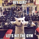 Gym Cat | HEY GIRL; LET'S HIT THE GYM | image tagged in gym cat | made w/ Imgflip meme maker