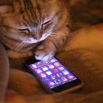 Cat with mobile phone meme