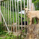 Goat's Gate Activation