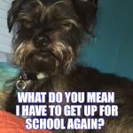 2nd day of school | WHAT DO YOU MEAN I HAVE TO GET UP FOR SCHOOL AGAIN?                                           BUT,  I WENT YESTERDAY! | image tagged in morning already,2nd day of school,tired,tired dog,tired pup,puppy | made w/ Imgflip meme maker