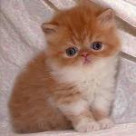 Sad Persian Kitten