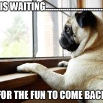 lonely dog | I IS WAITING................................. FOR THE FUN TO COME BACK | image tagged in lonely dog | made w/ Imgflip meme maker