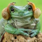 Frog with snails meme