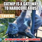 Pole dancing cat | CATNIP IS A GATEWAY TO HARDCORE ABUSE; INTERVENE! OR YOUR CAT MAY SOON BE POLE DANCING. | image tagged in pole dancing cat | made w/ Imgflip meme maker