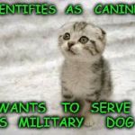 Sad Cat | IDENTIFIES   AS    CANINE; WANTS    TO   SERVE    AS   MILITARY      DOG | image tagged in memes,sad cat | made w/ Imgflip meme maker