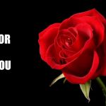 Single Red Rose | FOR; YOU | image tagged in single red rose | made w/ Imgflip meme maker