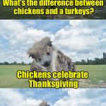Bad Pun Ostrich | What's the difference between chickens and a turkeys? Chickens celebrate Thanksgiving | image tagged in bad pun ostrich | made w/ Imgflip meme maker