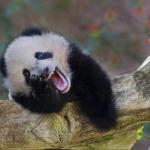 laughing panda meme