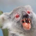 Drop bears are real