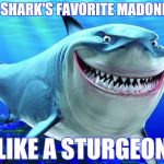 Late for "Shark Week" ? I don't feel tardy | WHAT'S A SHARK'S FAVORITE MADONNA SONG ? "LIKE A STURGEON" | image tagged in happy shark,madonna,pop music,the critic | made w/ Imgflip meme maker