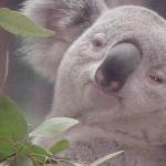 Stoned koala