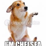 Pet adoption. Mother's Day euthanasia dogs cats  | HI! I'M CHELSEA HANDLER! | image tagged in pet adoption mother's day euthanasia dogs cats | made w/ Imgflip meme maker
