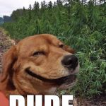 Life just got better | DUDE.... | image tagged in weed dog | made w/ Imgflip meme maker