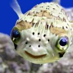 Happy Fish