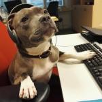 Call Center Pitty