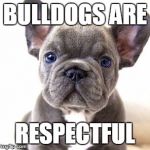 French bulldog | BULLDOGS ARE; RESPECTFUL | image tagged in french bulldog | made w/ Imgflip meme maker