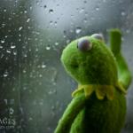 Sad Kermit Frog Window Rain