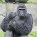 Bad joke gorilla | WHY DID THE DUCK CROSS THE ROAD? TO GO TO THE CHICKEN'S FUNERAL | image tagged in bad joke gorilla | made w/ Imgflip meme maker