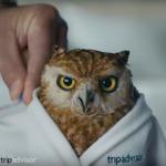 TripAdvisor owl 