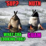 A pair of duck ups | 'SUP?          NUTN; WHAT CHA LOOKING FOR? GUAM | image tagged in funny memes,duck ups | made w/ Imgflip meme maker