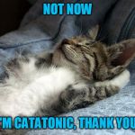 sleeping cat | NOT NOW; I'M CATATONIC, THANK YOU | image tagged in sleeping cat | made w/ Imgflip meme maker
