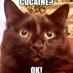 Kai the cat | COCAINE? OK! | image tagged in kai the cat | made w/ Imgflip meme maker