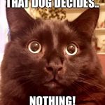 Kai the cat | THAT DOG DECIDES.. NOTHING! | image tagged in kai the cat | made w/ Imgflip meme maker
