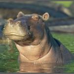 Skeptical Hippo meme