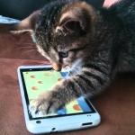 cat smartphone