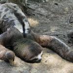 Lazy sloth 