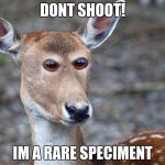Derpy Deer | DONT SHOOT! IM A RARE SPECIMENT | image tagged in derpy deer | made w/ Imgflip meme maker