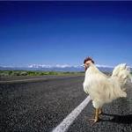 why did the chicken cross the road? meme