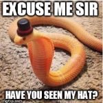 Danger Noodle :P | EXCUSE ME SIR; HAVE YOU SEEN MY HAT? | image tagged in danger noodle p | made w/ Imgflip meme maker