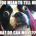 Confused Dog | YOU MEAN TO TELL ME; THAT DO CAN MOVE??? | image tagged in confused dog | made w/ Imgflip meme maker