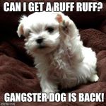 Paw Bump | CAN I GET A RUFF RUFF? GANGSTER DOG IS BACK! | image tagged in don't like dogs | made w/ Imgflip meme maker