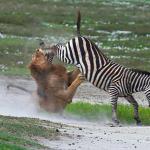 zebra kicks lion meme