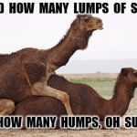 camelsex | I  SAID  HOW  MANY  LUMPS  OF  SUGAR; NOT  HOW  MANY  HUMPS,  OH  SUGAR ! | image tagged in camelsex | made w/ Imgflip meme maker