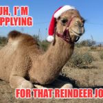 Christmas Camel | DUH,  I' M    APPLYING; FOR THAT REINDEER JOB | image tagged in christmas camel | made w/ Imgflip meme maker