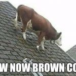How now brown cow | HOW NOW BROWN COW | image tagged in brown cow,brown,cow,roof | made w/ Imgflip meme maker