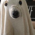 funny ghost dog meme