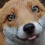 Cute fox meme